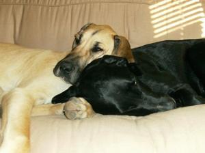 Kennel-free/Cage-less Boarding Kennel-free/Cage-less Boarding