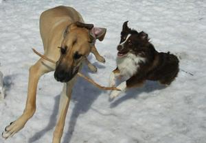 Dog-On Day Care Dog-On Day Care