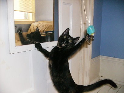 Dog-On Let Outs/Cat Visits Dog-On Let Outs/Cat Visits